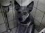 Australsk cattledog Tess - Ja jeg har ikke bedt at hende om at sidde under vasken på badeværelset og se ud som om hun skammer sig ;o)