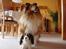 Shetland sheepdog Simba - Det er min bamse...rigtig sød :)