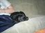 Labrador retriever Freja (Formel 1) - jeg er træt.. ikke flere billeder nu.. Mia..