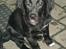 Labrador retriever Freja (Formel 1) - sitter jeg ikke bare pænt... (= hehe