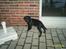 Labrador retriever Freja (Formel 1) - HOV.. jeg hørte noget... jeg skal jo ikk gå glip af noget..