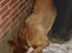 Blanding af racer Sascha - R.I.P - Her lugter godt...