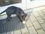 Labrador retriever Freja (Formel 1) - leger lige med min tennisbold.....