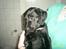 Labrador retriever Freja (Formel 1) - jeg kom lige op at side ved Maja...