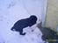 Labrador retriever Freja (Formel 1) - Puha .. det er hårdt at grave... øøv jeg må ikk komme ind på den anden side af hegnet..
