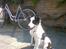 Border collie toby - toby 12uger