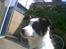 Border collie toby - toby 12uger