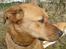 Blanding af racer Sascha - R.I.P - Hov, se lige derover.