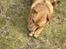 Blanding af racer Sascha - R.I.P - Grrrr.. den er bare go´!