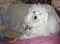 Coton de tulear coci  (rip)