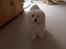 Coton de tulear coci  (rip)