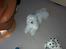 Coton de tulear coci  (rip)