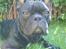 Fransk bulldog Bertram 2 - flader ud :o) 