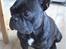 Fransk bulldog Bertram 2