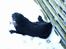 Hovawart Frodo the black panther R.I.P. 14.11.14 - Elsker bare sne, især at spise det :O)