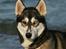 Siberian husky Caia - Min dejlige Caia