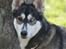 Siberian husky Caia