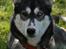 Siberian husky Caia