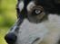 Siberian husky Caia