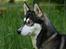 Siberian husky Caia
