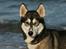Siberian husky Caia