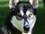 Siberian husky Caia