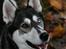Siberian husky Caia