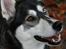 Siberian husky Caia