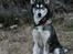 Siberian husky Caia