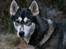 Siberian husky Caia