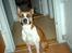 Blanding af racer Asta