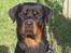 Rottweiler *Simba* (Cue Beat) - NYT! Simba 13 mdr.
