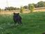 Blanding af racer Brutus