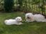 Coton de tulear coci  (rip)