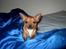 Chihuahua gizmo *rip* - første dag hjemme hos min nye mor