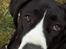 Grand danois Lucia ¤RIP¤ - den lille prinsesse