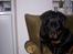 Rottweiler cita