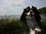 Cavalier king charles spaniel  Gibson  - "Hej - Jeg hedder Gibson" Maj 08