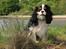 Cavalier king charles spaniel  Gibson  - "Ja ja jeg kigger nu mor" Maj 08