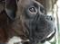 Boxer zep