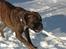 Boxer zep