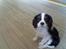 Cavalier king charles spaniel  Gibson  - Her var jeg ikke så gammel....men lige så sød :0)
