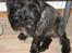 Cairn terrier Sylvester - Sylvester, han ser lidt trist ud.