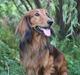 Gravhund Opalina's Stefano Gabbana
