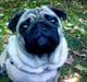 Mops Magda *RIP* 