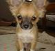 Chihuahua Kiwi