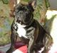 Fransk bulldog Gordon