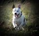 Amerikansk staffordshire terrier Kampdullen Baily