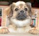 Tibetansk spaniel Sommerlyst´s Jomo Vesta