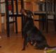 Tysk jagtterrier Foxy**avlivet**